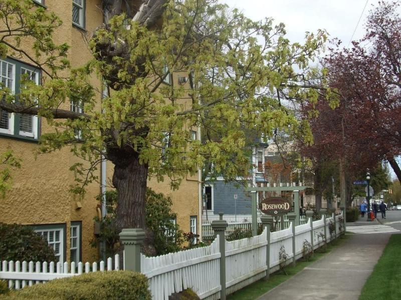 Rosewood Inn Виктория Екстериор снимка